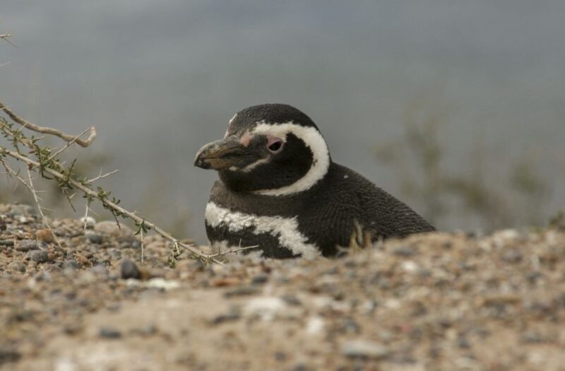 From Puerto Madryn: Penguin Tour & Valdés Peninsula Day Trip - Highlights of the Tour