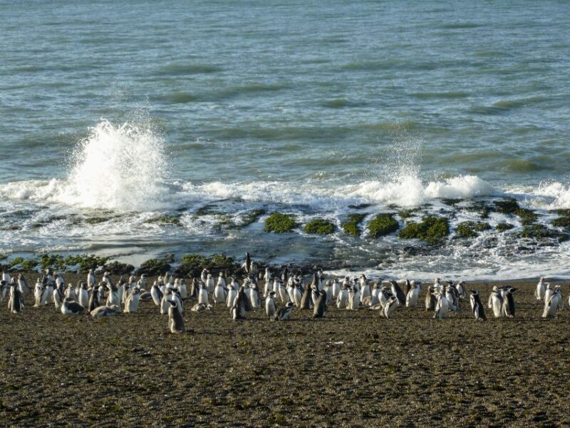 From Puerto Madryn: Penguin Tour & Valdés Peninsula Day Trip - Wildlife Encounter
