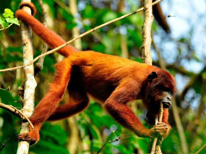 From Puerto Maldonado: 1 Day Kayak + Monkey Island Excursion - Detailed Itinerary