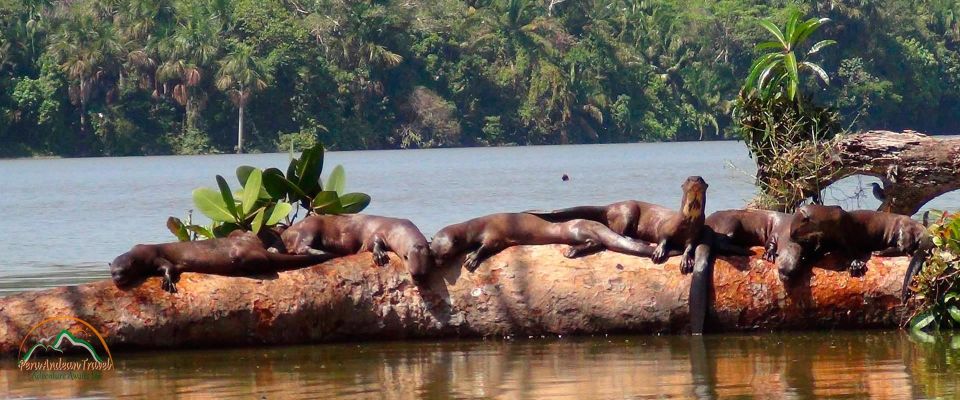 From Puerto Maldonado | Jungle Hike + Sandoval Lake | - Itinerary and Experience