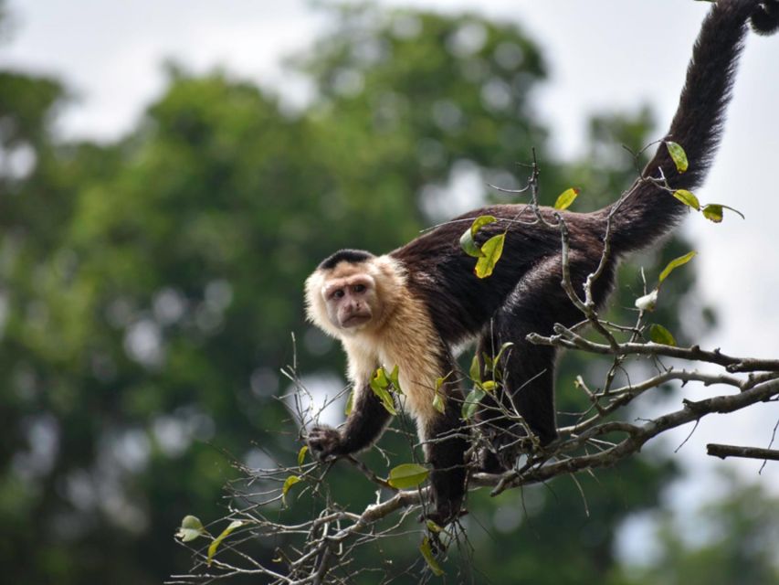 From Puerto Maldonado || Kayak Tour +Monkey Island for 1 Day - Wildlife Observations