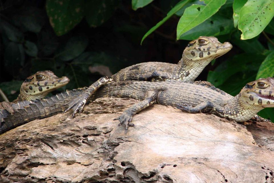 From Puerto Maldonado: Tambopata 3-Day Rainforest Tour - Nighttime Wildlife Safari