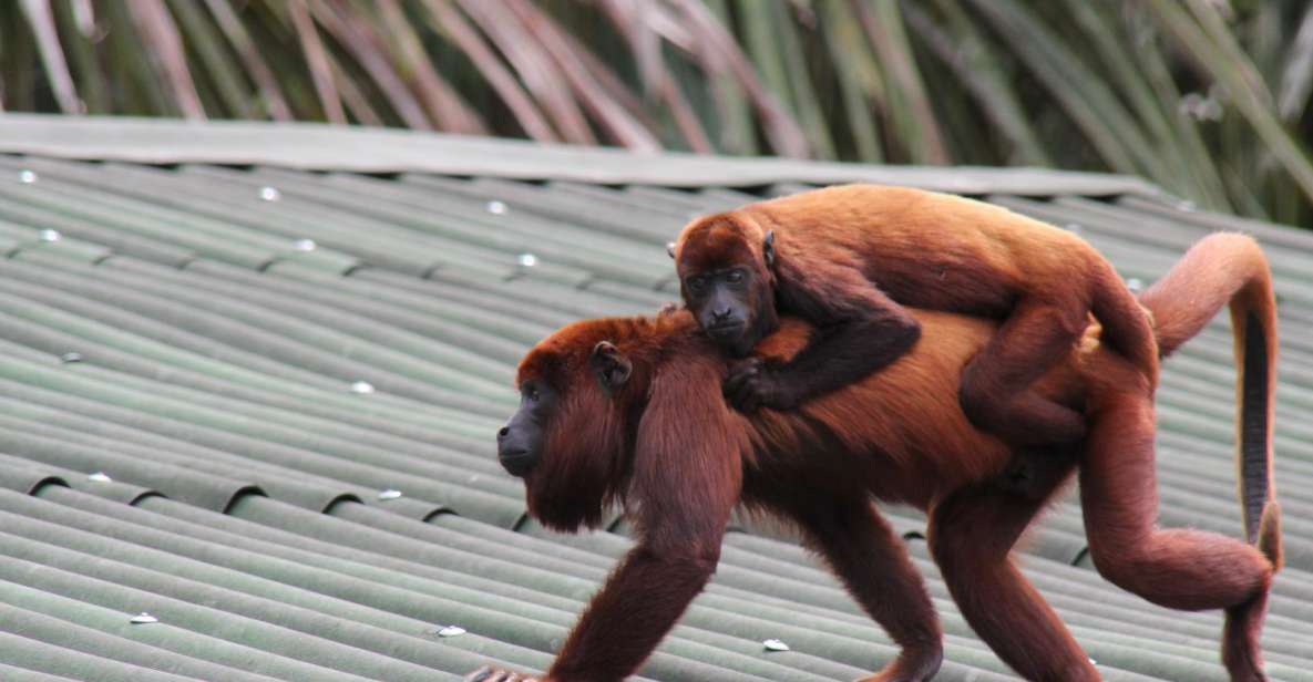 From Puerto Maldonado - Tambopata 4D/3N - Witnessing Unique Biodiversity