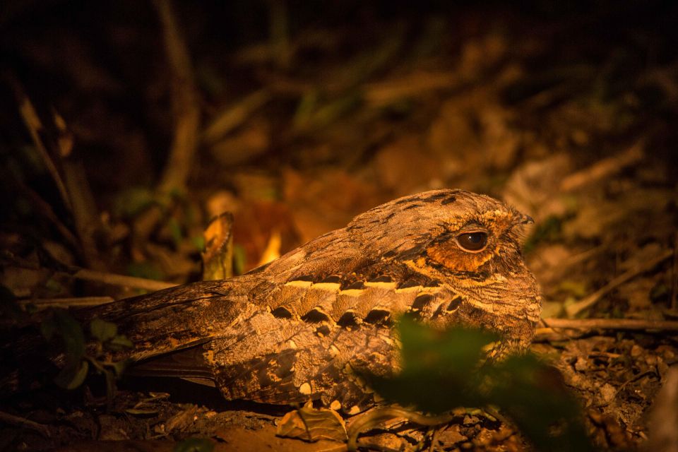 From Puerto Maldonado: Tambopata National Reserve 2-Day Tour - Inclusions