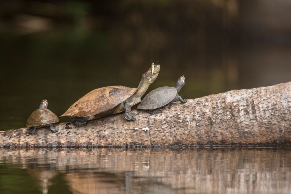 From Puerto Maldonado: Tambopata National Reserve 3-Day Tour - Hiking to Sandoval Lake