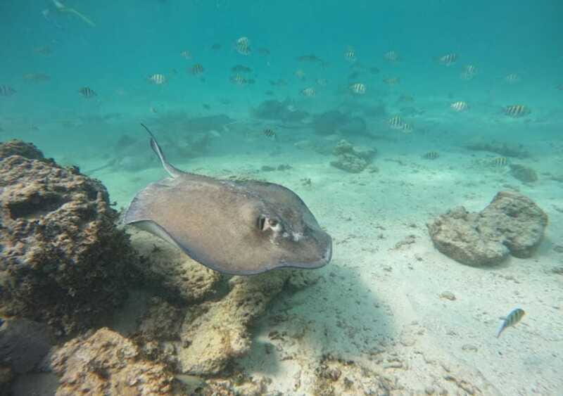 From Puerto Morelos: Ocean Reef Snorkeling - Who Should Skip This?