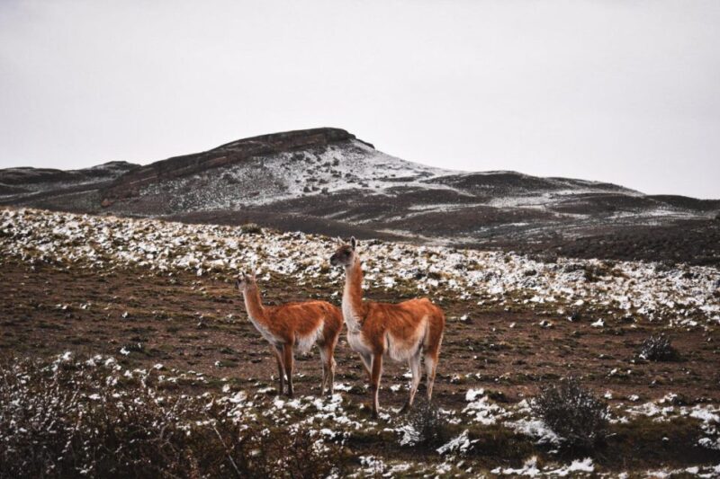 From Puerto Natales: Torres Del Paine Tour With Transfer - Wildlife and Scenic Views