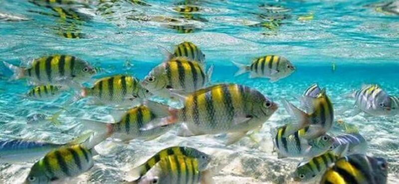 From Puerto Plata: Cayo Arena by VIP Speedboat and Snorkel - Setting the Scene: What to Expect