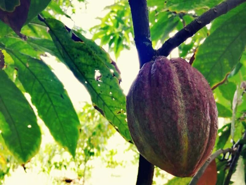 From Puerto Plata Priv: Cocoa, Coffee, Cigars & Local Market - From Puerto Plata Priv: Cocoa, Coffee, Cigars & Local Market — A Deep Dive into Dominican Life