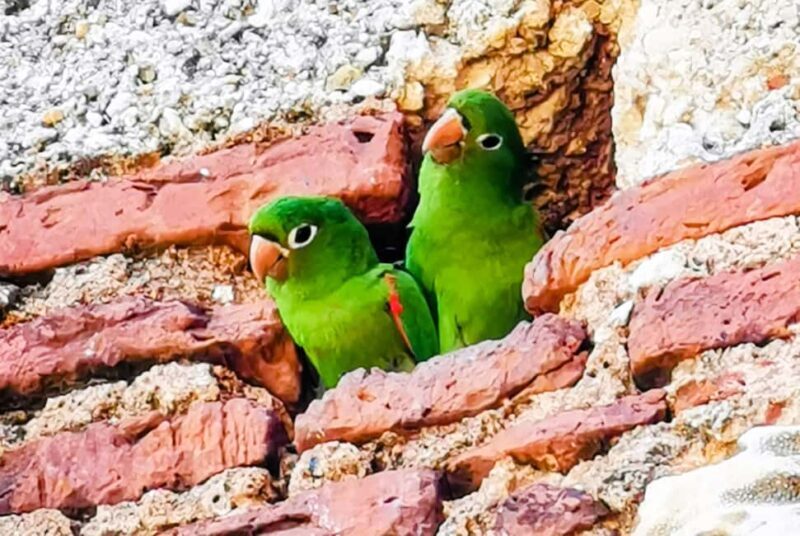 From Puerto Plata: Santo Domingo Complete Visit - Lunch and Free Time: Sampling Dominican Flavors