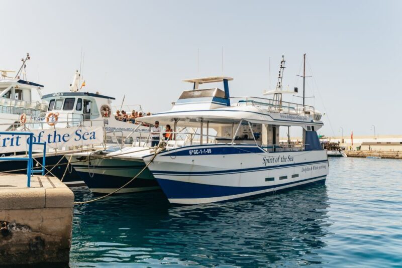 From Puerto Rico de Gran Canaria: Dolphin Watching Cruise - What to Expect on the Dolphin Watching Cruise