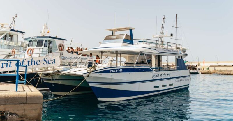 From Puerto Rico de Gran Canaria: Dolphin Watching Cruise - Authentic Experience and Reviews