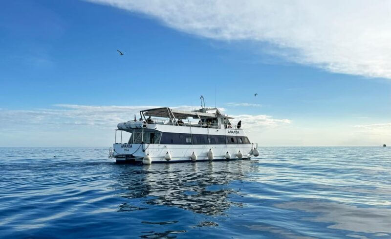 From Pula: Rovinj & NP Brijuni cruise with Red Island visit - The Whole Experience: A Step-by-Step Breakdown