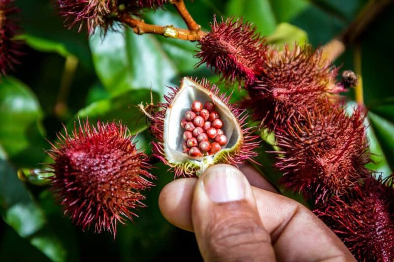 From Punta Cana: Full-Day Island Tour with Lunch - Key Points