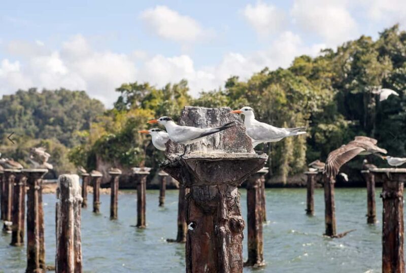 From Punta Cana: Los Haitises Tour: Mangroves, Caves + Round Mountain - Key Points