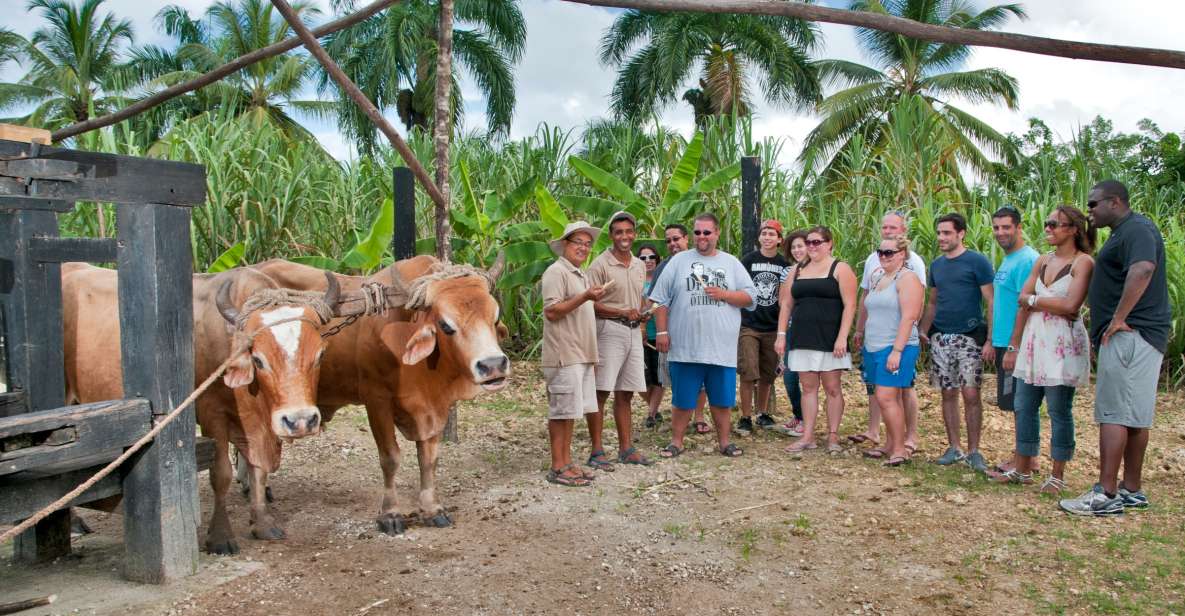 From Punta Cana: Safari Traditional Tour With Lunch - Key Points
