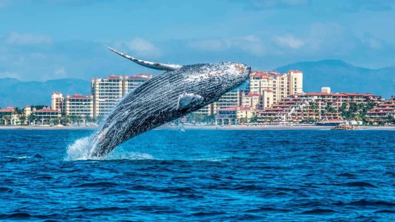 From Punta Cana: Samana Bay Whale-Watching Cruise with Lunch - Is This Tour Worth It?