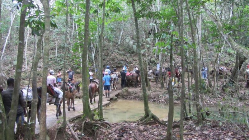 From Punta Cana: Samaná, Cayo Levantado & El Limón Waterfall - Practical Tips for Travelers