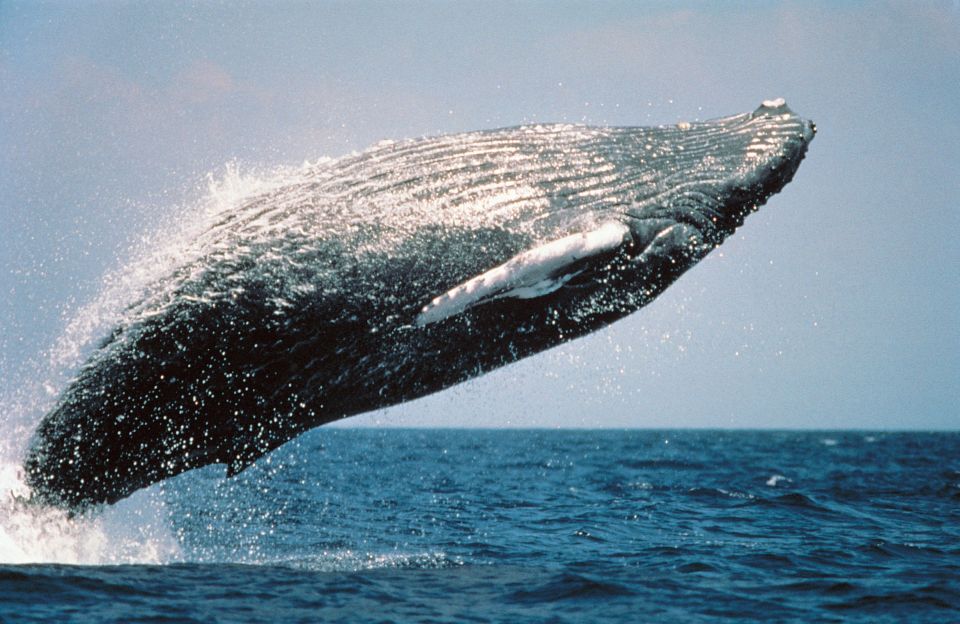 From Punta Cana: Sanctuary Whale Watching Day Trip - Detailed Itinerary
