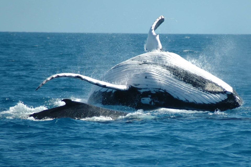 From Punta Cana: Sanctuary Whale Watching Day Trip - Important Information