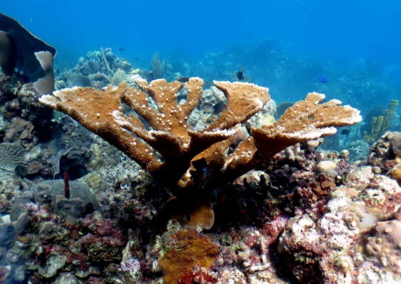 From Punta Cana: Small Group Catalina Island Snorkeling Tour - A Practical Look at the Experience