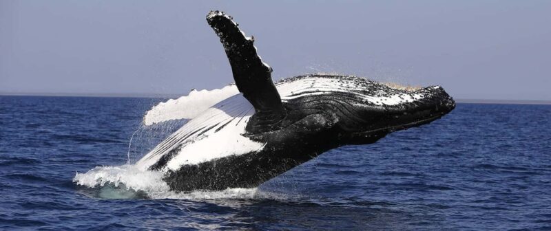 From Punta Cana: Whale Watching and Montana Redonda Tour - FAQ