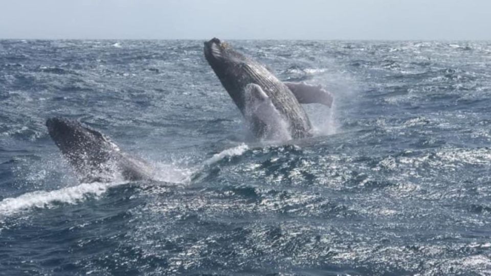 From Punta Cana: Whale Watching and Montana Redonda Tour - Montana Redonda Activities