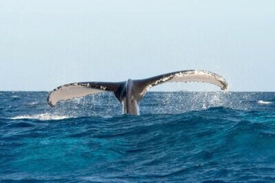 From Punta Cana: Whale Watching and Montana Redonda Tour - Age and Health Restrictions
