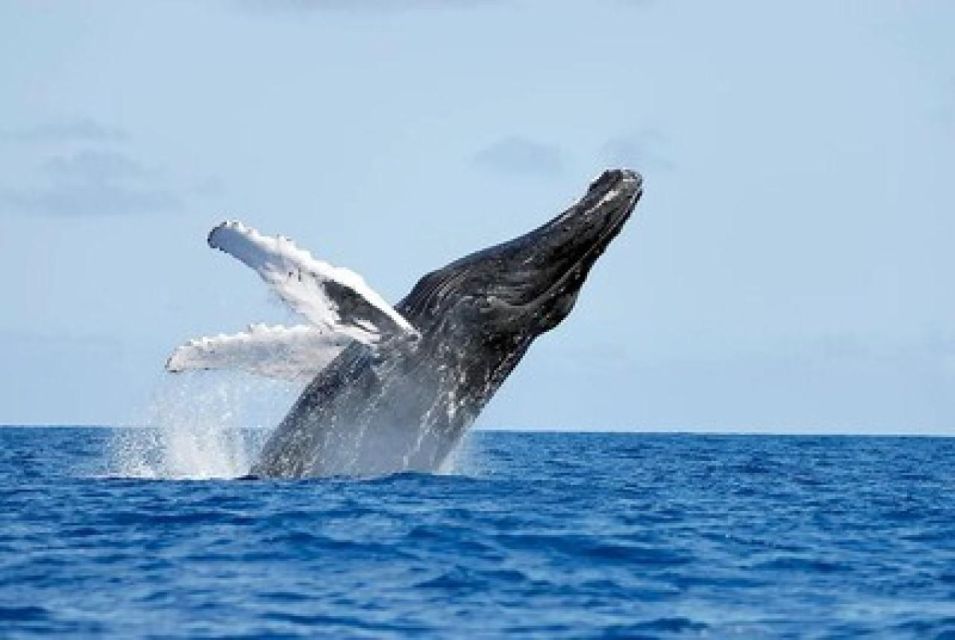 From Punta Cana: Whale Watching and Montana Redonda Tour - Cancellation Policy