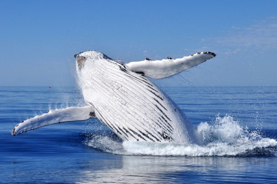 From Punta Cana: Whale Watching and Montana Redonda Tour - Payment Options
