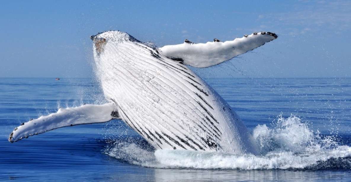 From Punta Cana: Whale Watching and Montana Redonda Tour - Key Highlights