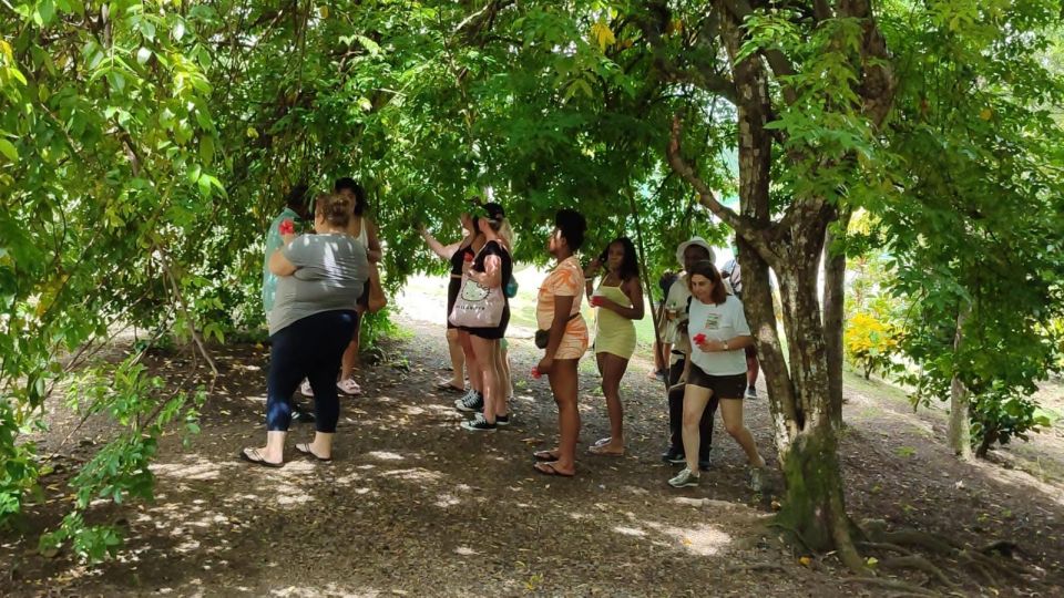 From Punta Cana: Zafary City Tour Half Day + Cathedral + Buffet - Cigar Factory Tour