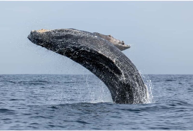 From Punta Canta: Whale Watching Cruise with Cayo Levantado - A Closer Look at the Experience