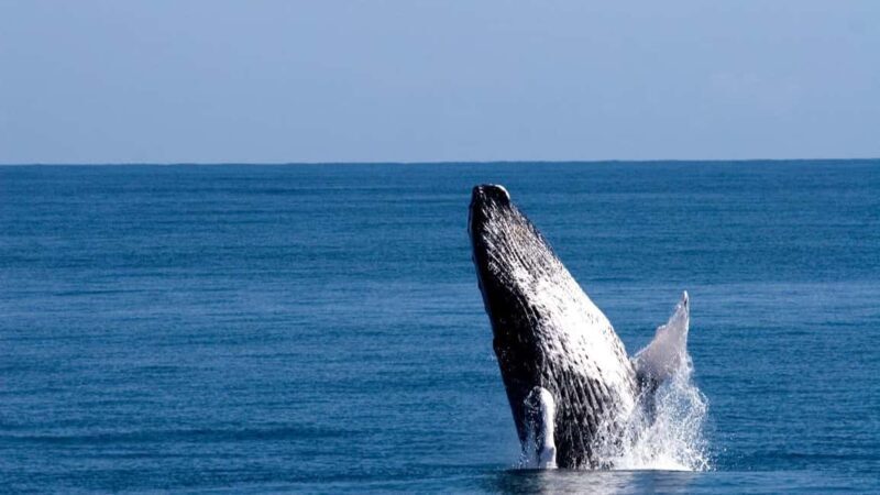 From Punta Canta: Whale Watching Cruise with Cayo Levantado - Is This Tour Worth It?