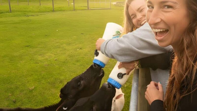 From Queenstown: Coach, Farm Tour & Milford Nature Cruise - Milford Sound Cruise