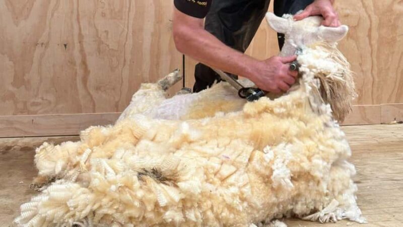 From Queenstown: Coach, Farm Tour & Milford Nature Cruise - Returning to Queenstown