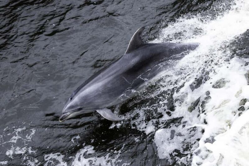 From Queenstown: Milford Sound Business Class with Cruise - Optional Scenic Flights and Helicopter Rides