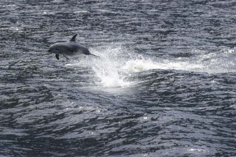 From Queenstown: Milford Sound Cruise and Coach Day Tour - An In-Depth Look at the Milford Sound Day Tour