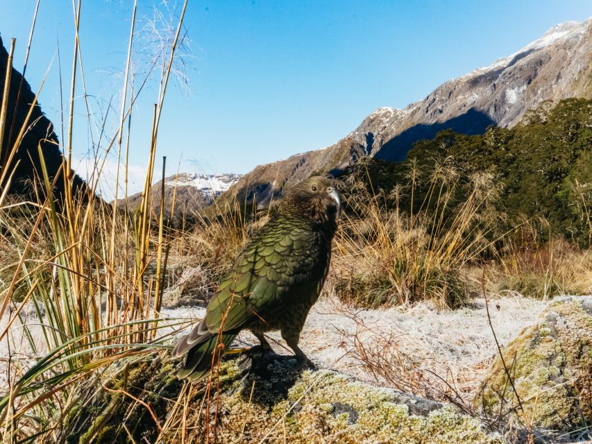 From Queenstown: Milford Sound Cruise and Coach Day Trip - Frequently Asked Questions