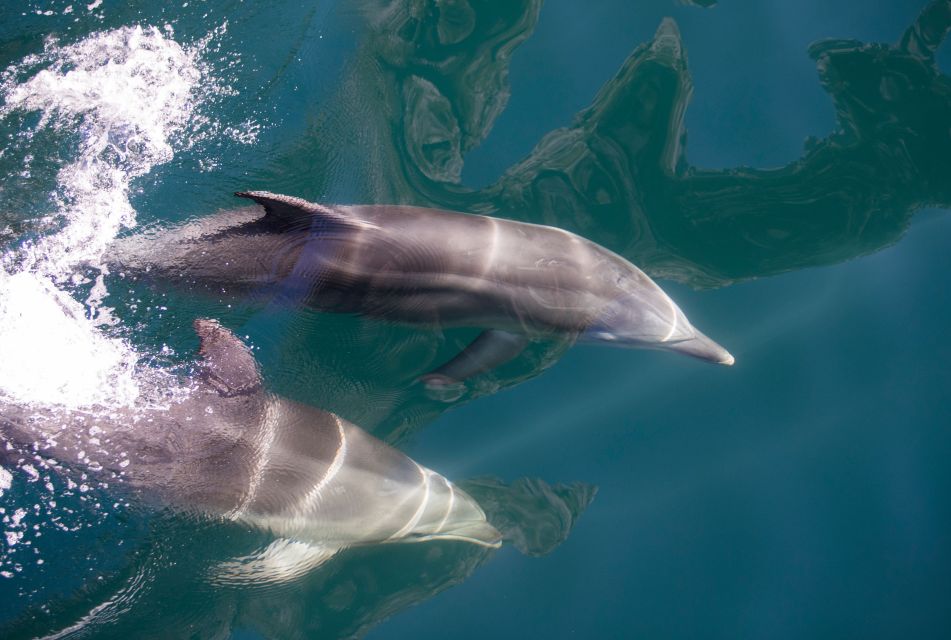 From Queenstown: Milford Sound, Observatory & Cruise W Lunch - Reservations and Cancellations