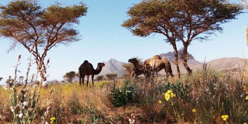 From Rabat: 4 Days 3 Nights Sahara Desert Tour - Itinerary Highlights