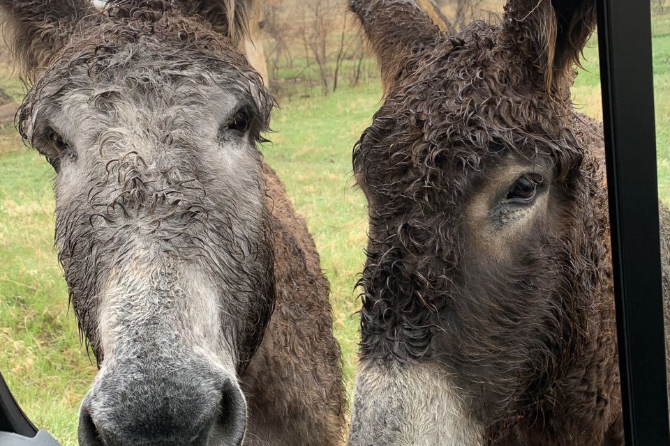 From Rapid City: Custer State Park Private Safari and Hiking - Booking and Important Information