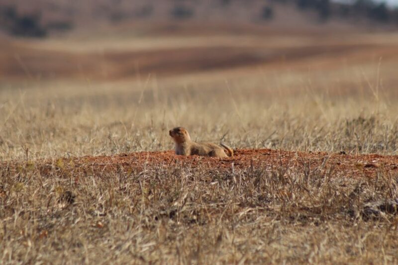 From Rapid City: Epic Badlands Tour and Legendary Wall Drug - FAQ