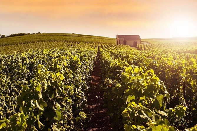 From Reims Champagne Day Trip Veuve Clicquot Local Domain & Lunch - Montagne De Reims Vineyards