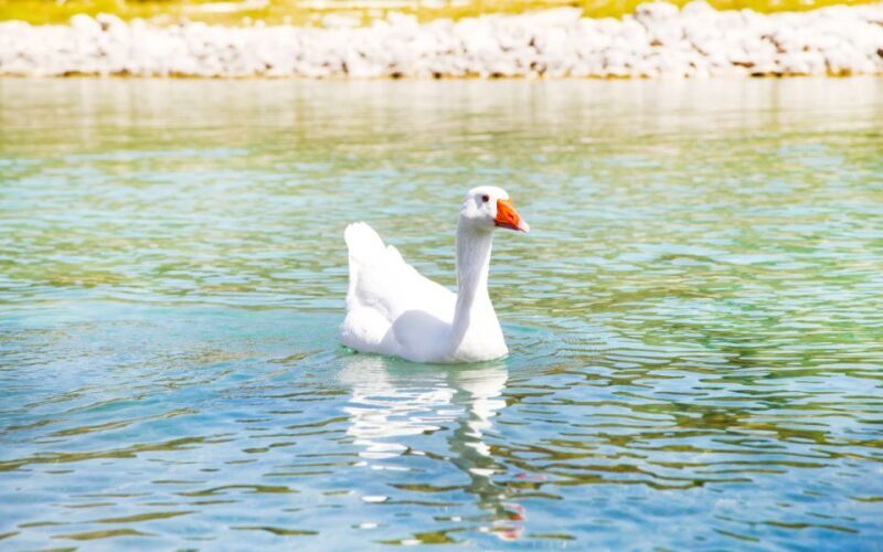 From Rethymno: Lake Kournas, Argyroupolis & Georgioupolis - The Value and Overall Experience