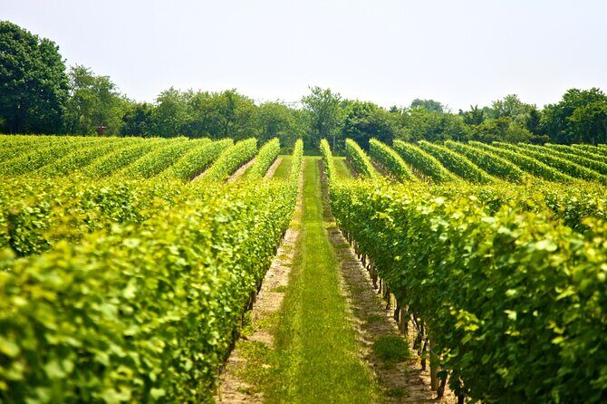 From Rethymno Visit of Knossos & Winery with tastings & Lunch - Who Would Love This Tour?