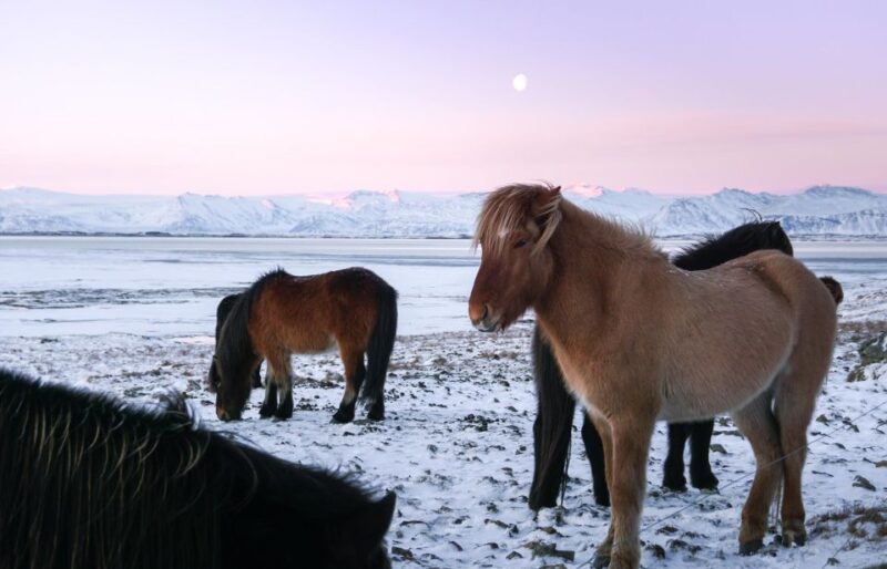 From Reykjavik: 6-Day Icelandic Ring Road Tour - Transportation and Inclusions