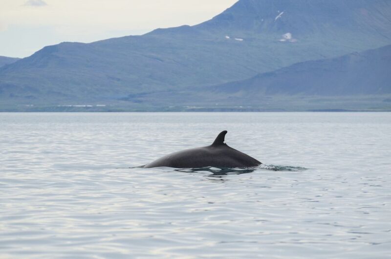 From Reykjavik: Buggy & Whale Watching Adventure - Whale Watching Tour
