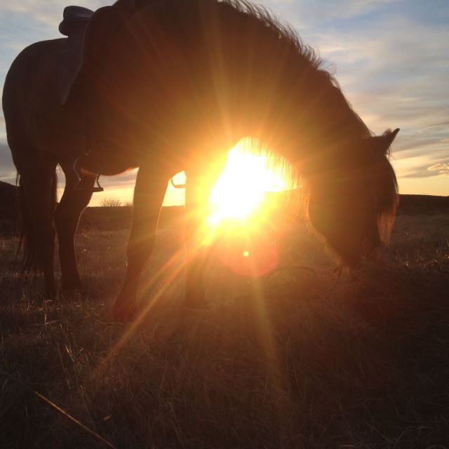 From Reykjavik: Evening Horseback Tour With Transfer - Frequently Asked Questions