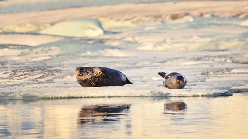 From Reykjavik: Glacier Lagoon and Fjaðrárgjúfur Canyon Tour - Key Points